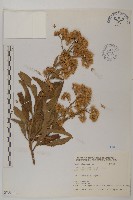 艾納香藏品圖，第1張