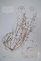 細葉蘭花參藏品圖，第1張