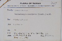 細葉蘭花參藏品圖，第2張