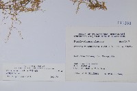 普刺特草藏品圖，第2張