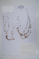 細葉蘭花參藏品圖，第1張