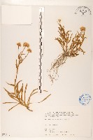 玉山飛蓬藏品圖，第1張