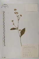 地膽草、毛蓮菜藏品圖，第1張