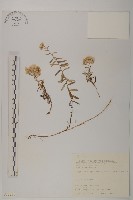 抱莖籟簫藏品圖，第1張