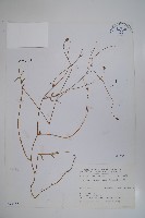 細葉蘭花參藏品圖，第1張