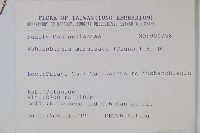 細葉蘭花參藏品圖，第2張