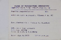 細葉蘭花參藏品圖，第2張