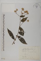 大頭艾納香藏品圖，第1張