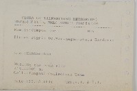 大頭艾納香藏品圖，第2張