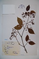 呂宋莢迷藏品圖，第1張