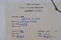 呂宋莢迷藏品圖，第2張