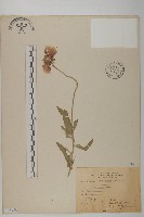 大金雞菊藏品圖，第1張