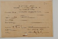 大金雞菊藏品圖，第2張