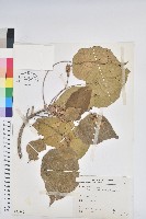 血桐藏品圖，第1張