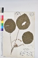 血桐藏品圖，第1張