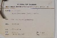 臺灣赤楊、臺灣榿木藏品圖，第2張