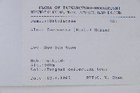 臺灣赤楊、臺灣榿木藏品圖，第2張