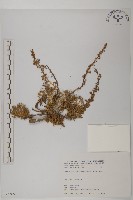 高山艾藏品圖，第1張