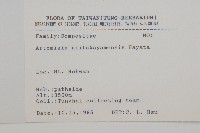 高山艾藏品圖，第2張