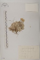 尼泊爾籟簫藏品圖，第1張