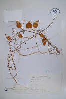 落葵藏品圖，第1張