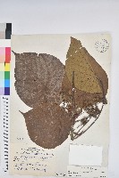 血桐藏品圖，第1張