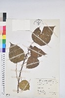 血桐藏品圖，第1張