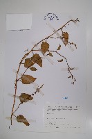 落葵藏品圖，第1張