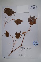 溪頭秋海棠藏品圖，第1張