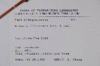 溪頭秋海棠藏品圖，第2張