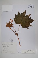 裂葉秋海棠藏品圖，第1張