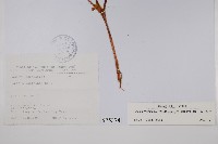 裂葉秋海棠藏品圖，第2張