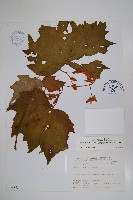 裂葉秋海棠藏品圖，第1張