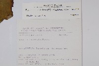 裂葉秋海棠藏品圖，第2張