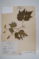 裂葉秋海棠藏品圖，第1張