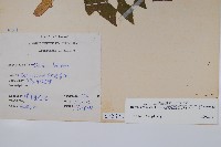 裂葉秋海棠藏品圖，第2張