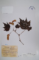 裂葉秋海棠藏品圖，第1張