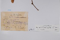 裂葉秋海棠藏品圖，第2張