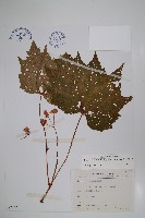 裂葉秋海棠藏品圖，第1張