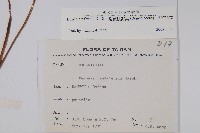 裂葉秋海棠藏品圖，第2張