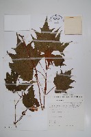 裂葉秋海棠藏品圖，第1張