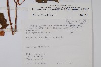 裂葉秋海棠藏品圖，第2張