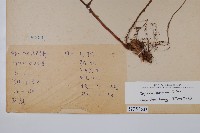 裂葉秋海棠藏品圖，第2張