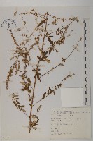 中南蒿藏品圖，第1張