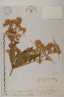 艾納香藏品圖，第1張