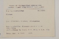 艾納香藏品圖，第2張