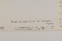 艾納香藏品圖，第3張