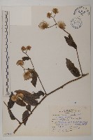 大頭艾納香藏品圖，第1張