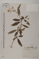 大頭艾納香藏品圖，第1張