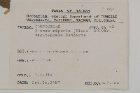 大頭艾納香藏品圖，第2張